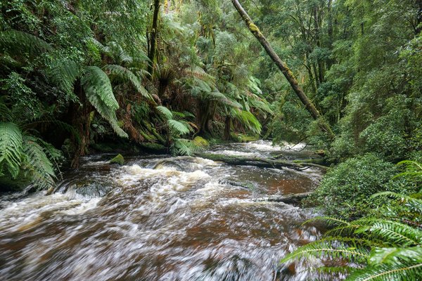 Dératisation haut-rhin : protégez votre espace efficacement